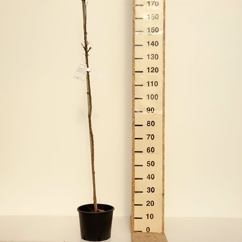 Spécimen de Lagerstroemia indica Dynamite  - Lilas des Indes Pot de 7,5L/10L, Tige tel que livré au printemps