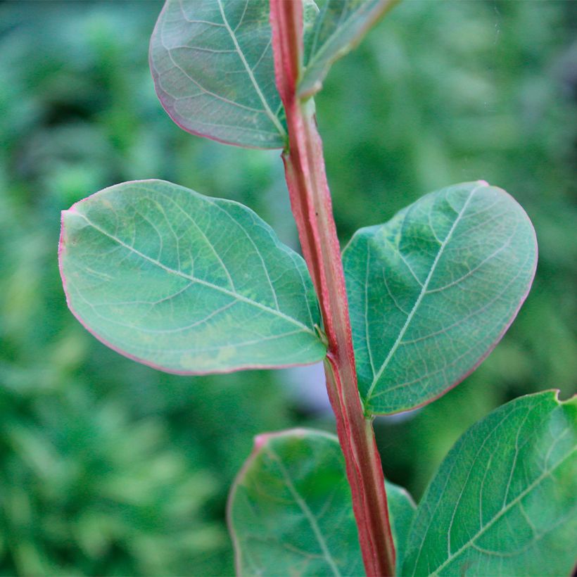 Lagerstroemia indica Petite Canaille mauve - Lilas des Indes mauve (Feuillage)