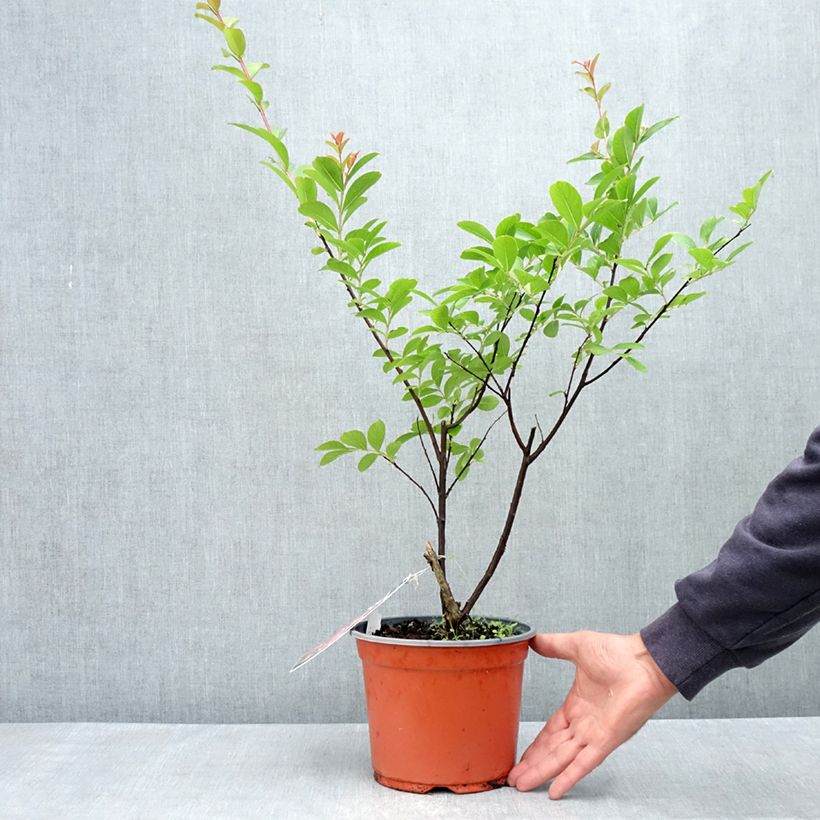 Spécimen de Lagerstroemia indica Pink Grand Sud - Lilas des Indes Pot de 3L/4L, Buisson, Touffe tel que livré au printemps