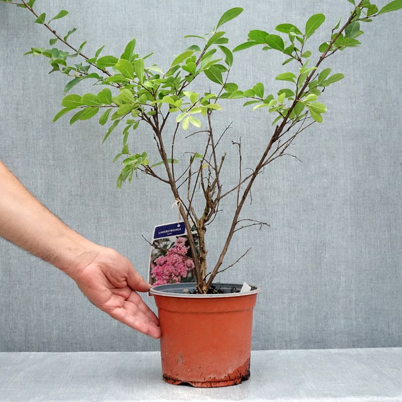 Spécimen de Lagerstroemia indica Pink Grand Sud - Lilas des Indes Pot de 3L/4L, Buisson, Touffe tel que livré en été
