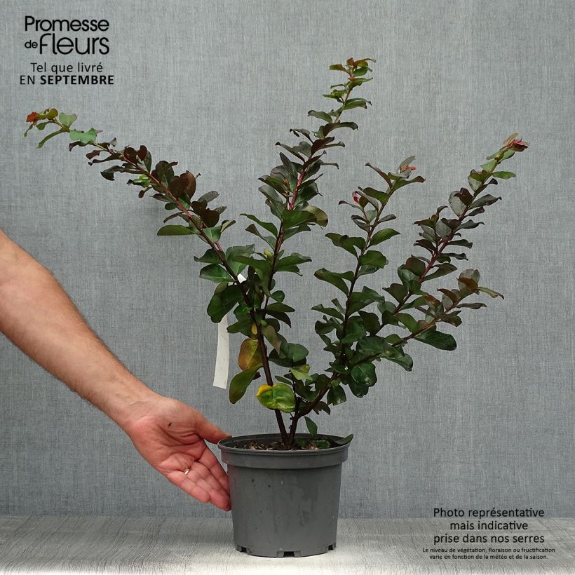 Spécimen de Lagerstroemia indica Pink Velours - Lilas des Indes Pot de 3L/4L tel que livré en automne