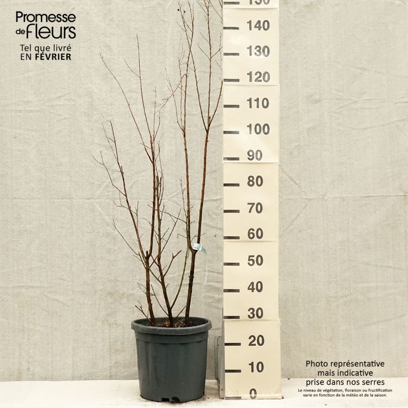 Spécimen de Lagerstroemia indica Summer Charm Tonto - Lilas des Indes  Pot de 12L/15L, Buisson, Touffe tel que livré en hiver