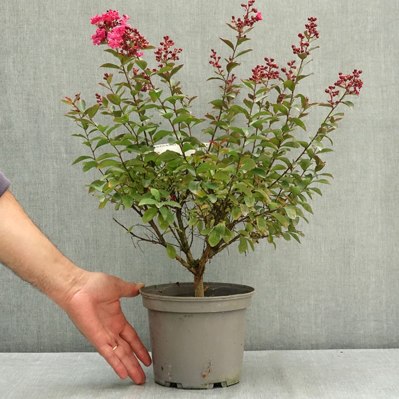 Spécimen de Lagerstroemia indica Terrasse Rose - Lilas des Indes Pot de 3L/4L tel que livré en été