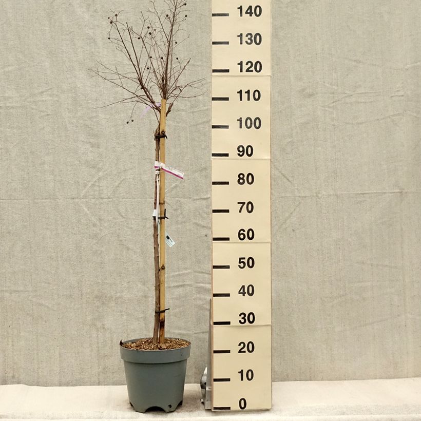 Spécimen de Lagerstroemia indica With Love Kiss Milarosso - Lilas des Indes Pot de 7,5L/10L, Tige de 60 cm tel que livré au printemps