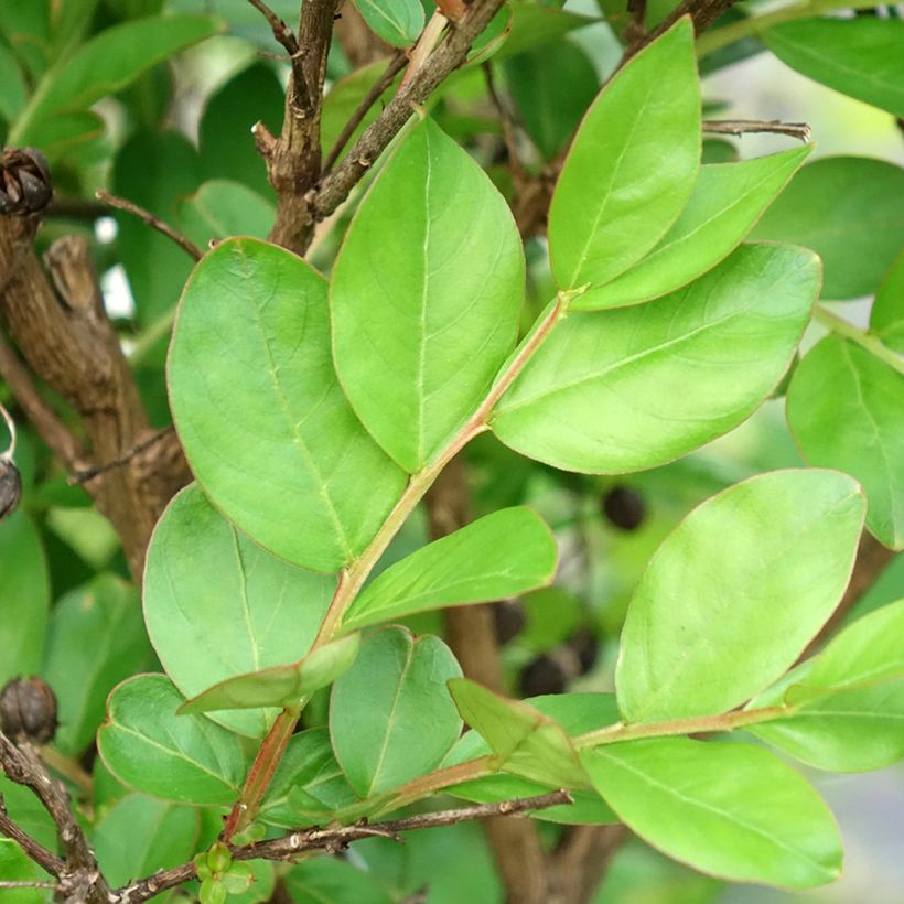 Lagerstroemia indica With Love Kiss Milarosso - Lilas des Indes (Feuillage)