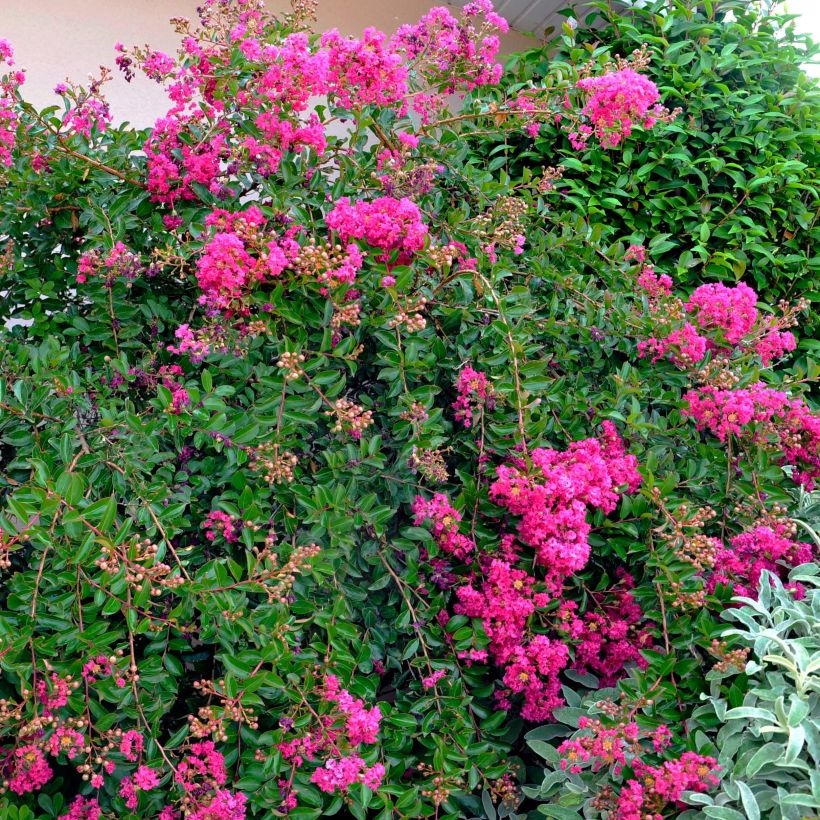 Lagerstroemia Mimie Fuchsia - Lilas de indes couvre-sol (Plant habit)