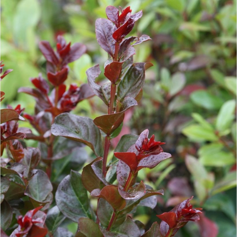 Lagerstroemia indica Pink Velours - Lilas des Indes (Feuillage)