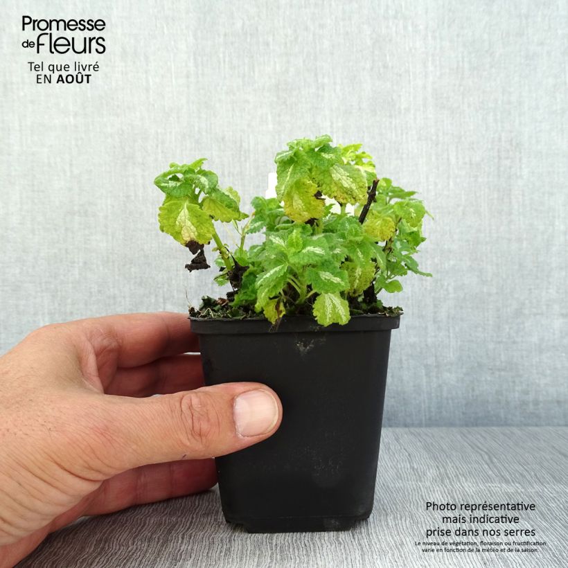 Spécimen de Lamium maculatum Album - Lamier maculé Godet de 8/9 cm tel que livré en été