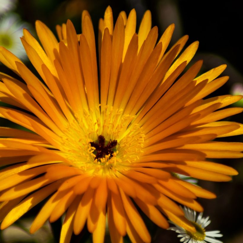 Lampranthus aurantiacus à fleurs jaunes - Ficoïde orange (Floraison)