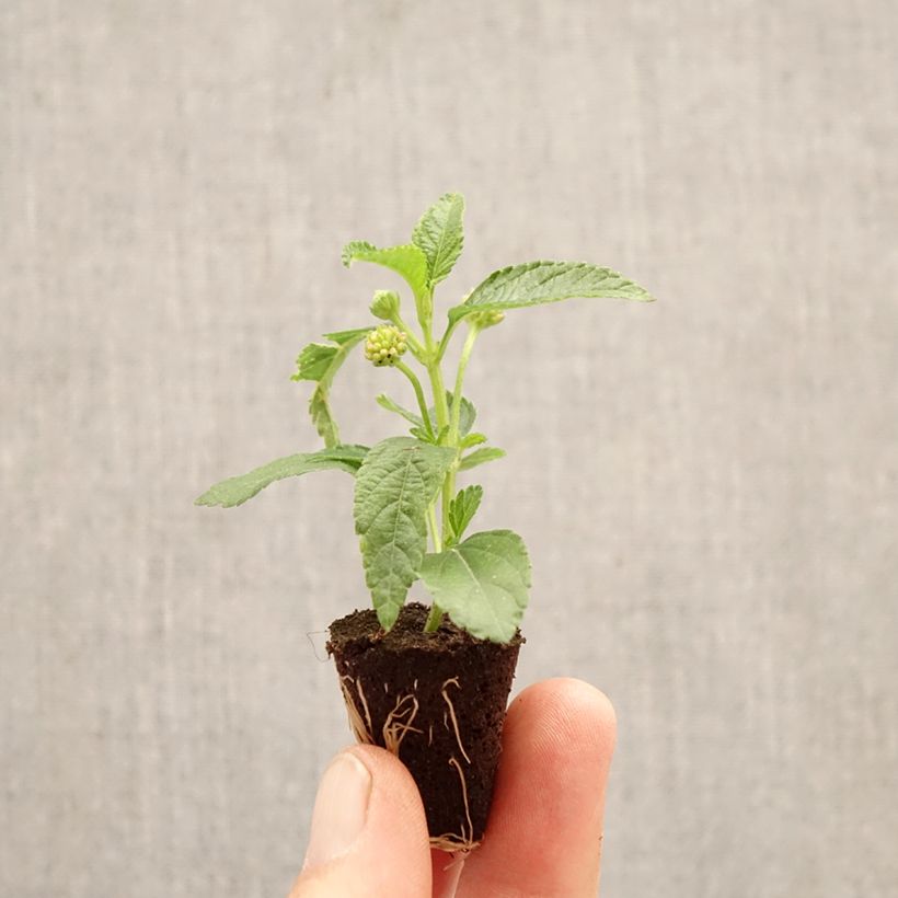 Spécimen de Lantana PassionFruit Mini-motte Ø 3/4 cm tel que livré au printemps