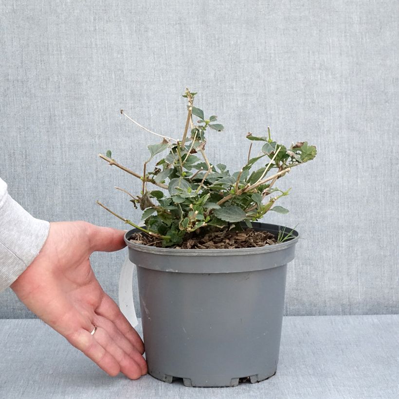 Spécimen de Lantana Sunny Side Up Pot de 2L/3L tel que livré au printemps