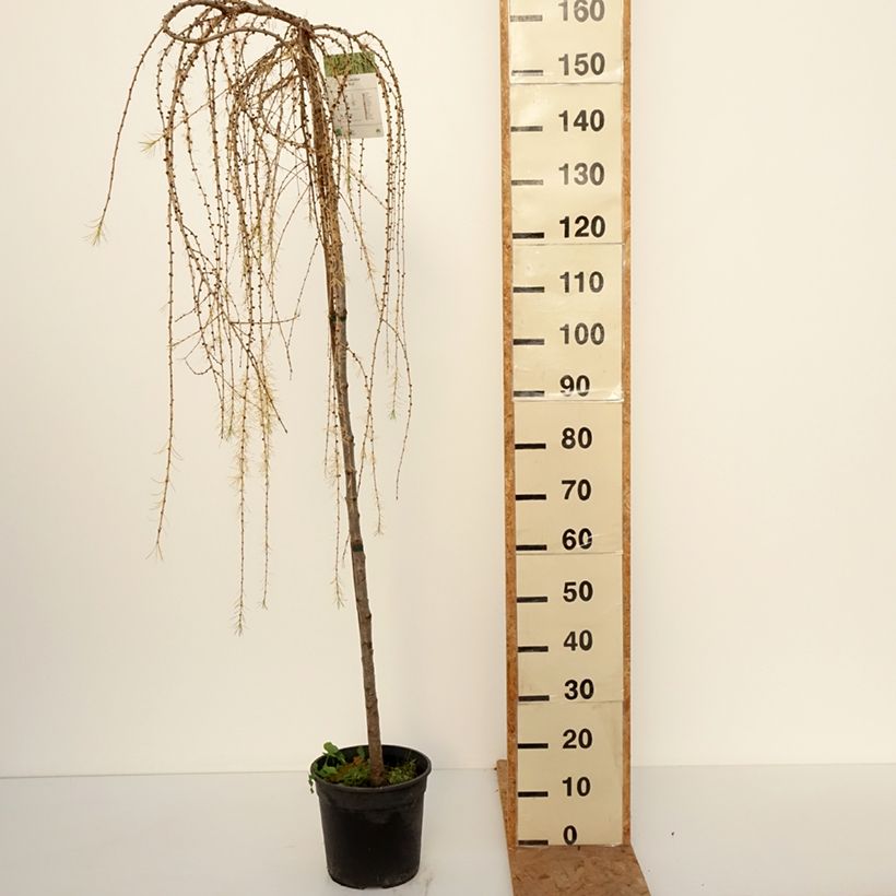 Spécimen de Larix decidua Puli - Mélèze d'Europe pleureur Pot de 4L/5L, Tige, Tige de 130 cm tel que livré en automne