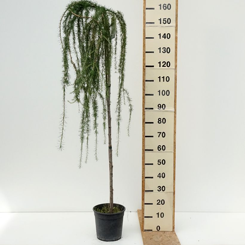 Spécimen de Larix decidua Puli - Mélèze d'Europe pleureur Pot de 4L/5L, Tige, Tige de 130 cm tel que livré en été