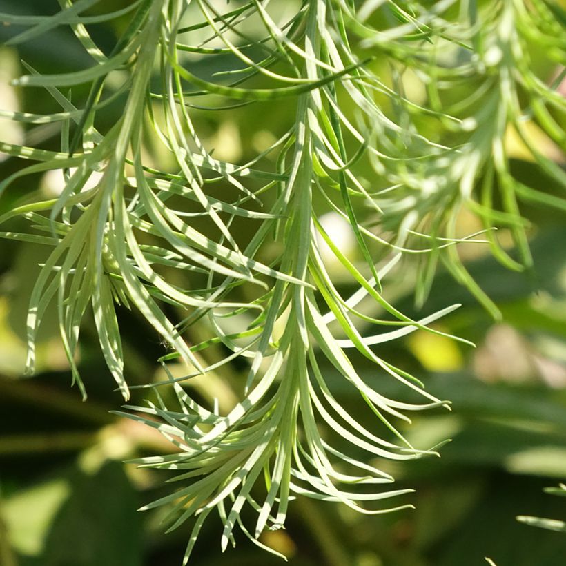 Larix kaempferi Boring Weeper - Mélèze du Japon pleureur  (Feuillage)