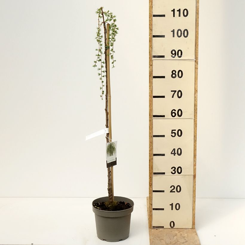 Spécimen de Larix kaempferi Boring Weeper - Mélèze du Japon pleureur  Pot de 4L/5L tel que livré au printemps