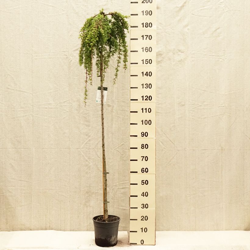 Spécimen de Larix kaempferi Stiff Weeping - Mélèze du Japon Stiff Weeping Pot de 4L/5L, Tige, Tige de 120 cm tel que livré au printemps