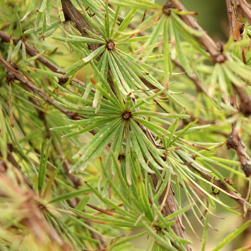Larix kaempferi Stiff Weeping - Mélèze du Japon Stiff Weeping (Feuillage)