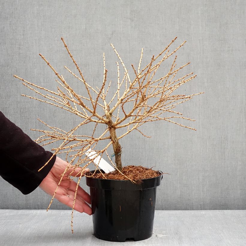 Spécimen de Larix laricina Arethusa Bog - Mélèze d'Amérique demi-nain                      Pot de 2L/3L tel que livré en hiver