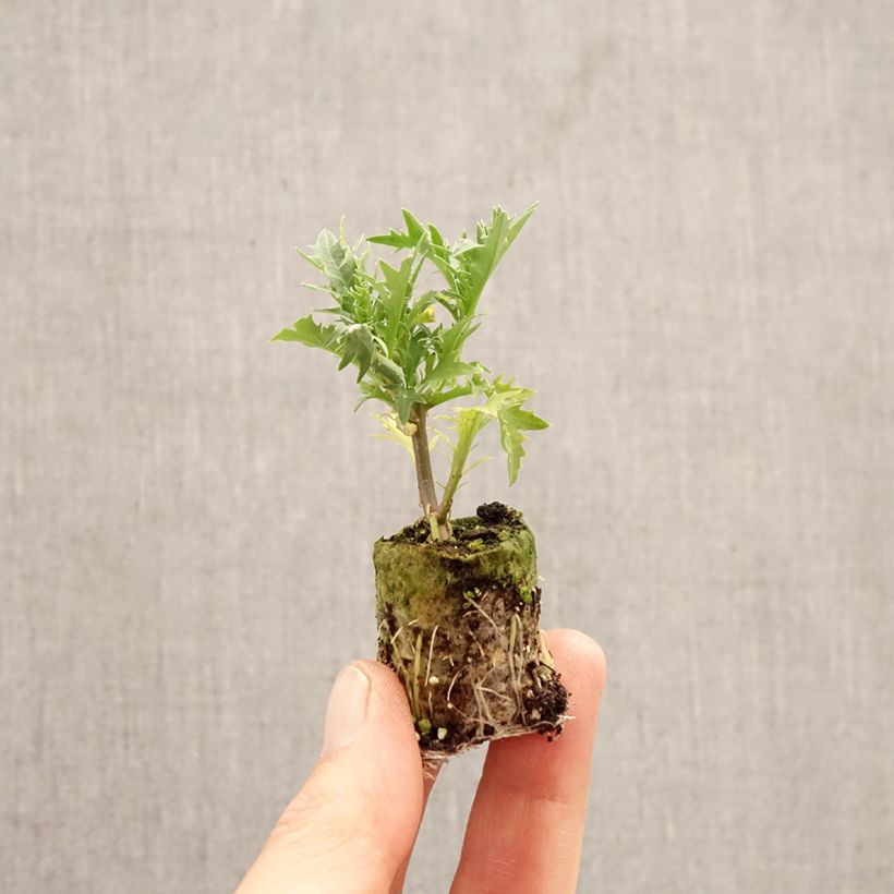 Spécimen de Laurentia ou Isotoma Fizz'n'Pop Glowing Purple Mini-motte Ø 3/4 cm, Plant vert de 5 à 10 cm de haut tel que livré au printemps