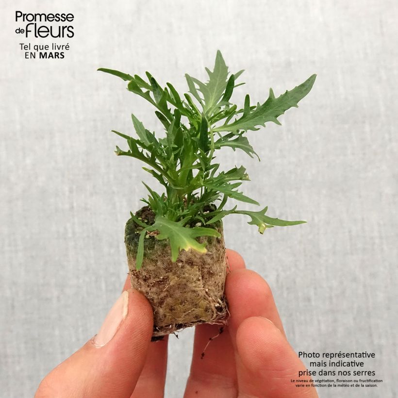 Spécimen de Laurentia ou Isotoma Stella Blue Mini-motte Ø 3/4 cm tel que livré au printemps