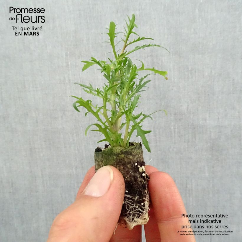 Example of Laurentia ou Isotoma Stella Pink Mini-motte Ø 3/4 cm as you get in printemps