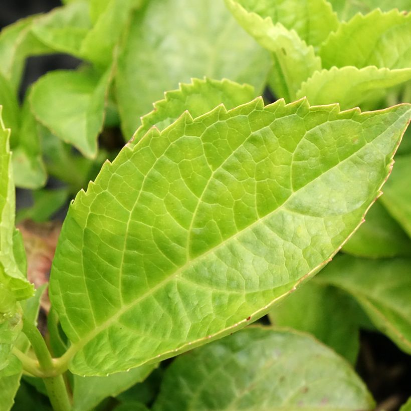 Laurier cerise nain - Prunus Laurocerasus Miniredia (Feuillage)