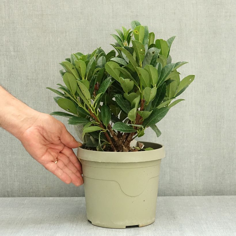 Spécimen de Laurier cerise - Prunus laurocerasus Bonaparte Pot de 3L/4L tel que livré en été
