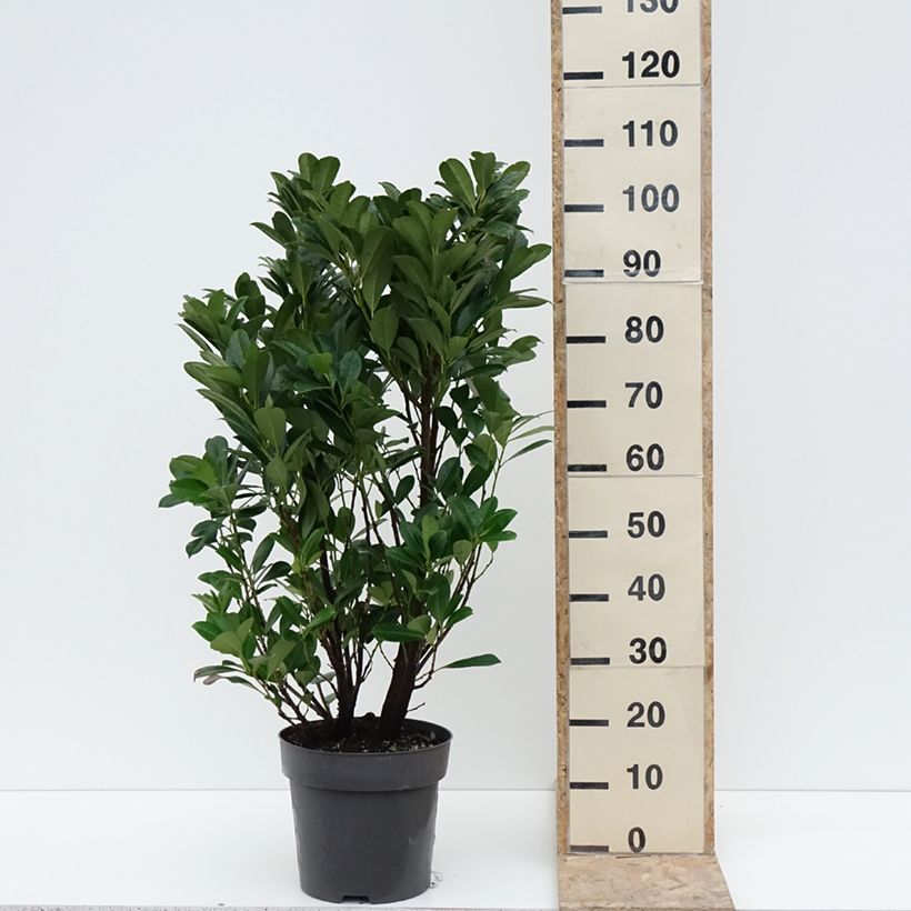 Spécimen de Laurier cerise - Prunus laurocerasus Bonaparte Pot de 7,5L/10L tel que livré en hiver
