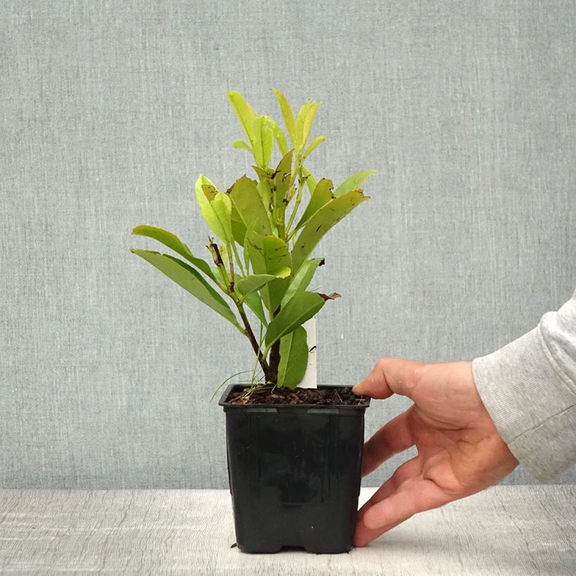 Spécimen de Laurier Cerise - Prunus laurocerasus Fontanettes Godet de 8/9 cm tel que livré au printemps