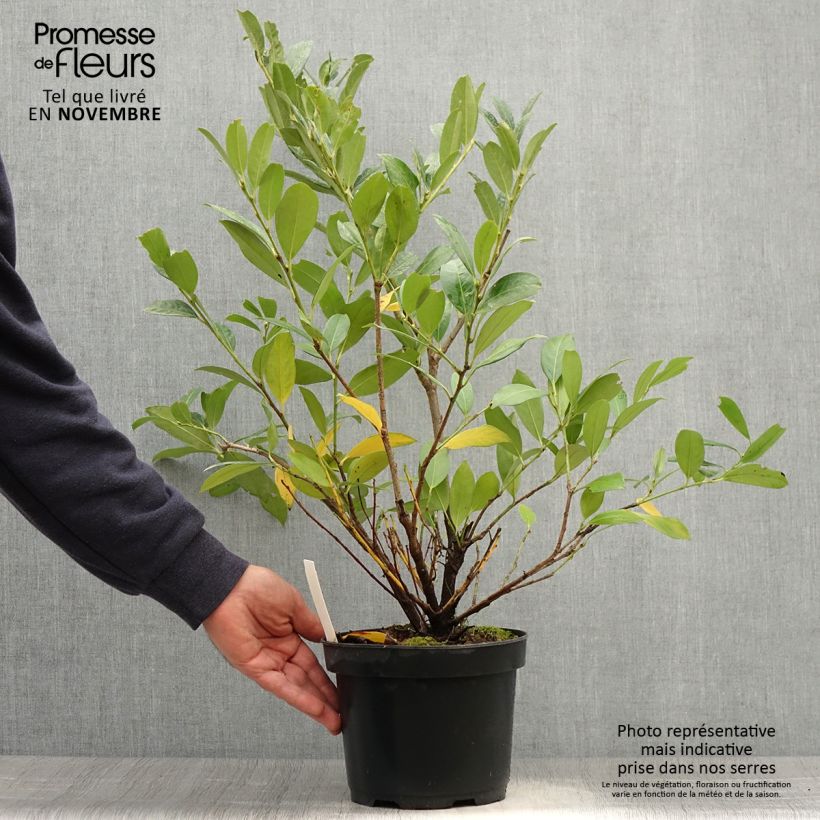 Spécimen de Laurier Cerise - Prunus laurocerasus Mano Pot de 3L/4L tel que livré en automne