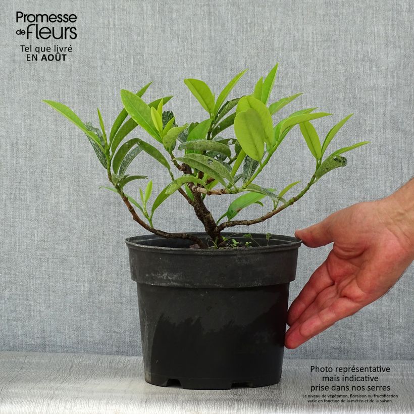 Spécimen de Laurier-Cerise - Prunus laurocerasus Mount Vernon Pot de 2L/3L tel que livré en été