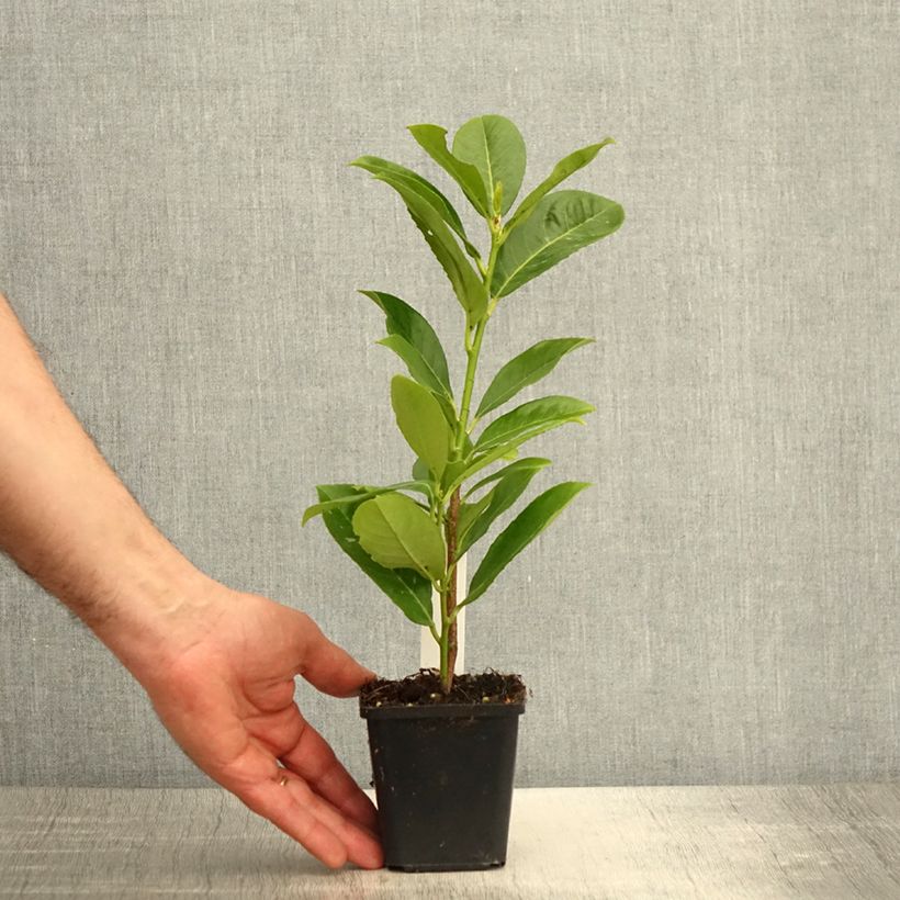 Spécimen de Laurier cerise - Prunus laurocerasus Rotundifolia Godet de 8/9 cm tel que livré au printemps