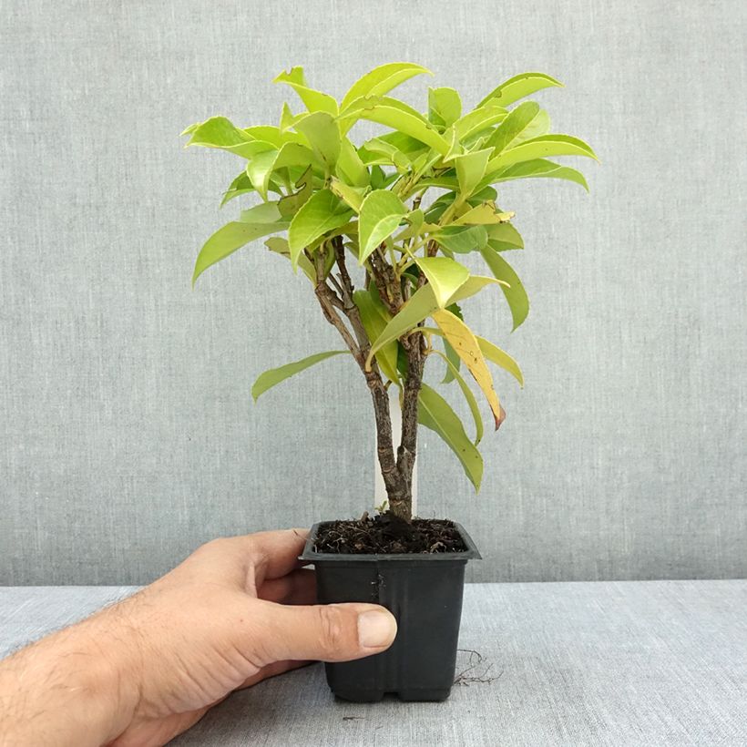 Spécimen de Laurier cerise - Prunus laurocerasus Rotundifolia Godet de 8/9 cm tel que livré en été