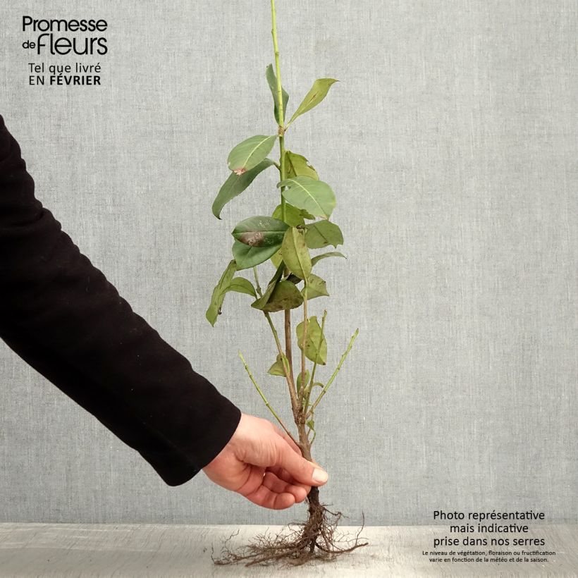 Spécimen de Laurier cerise - Prunus laurocerasus Rotundifolia Racines nues tel que livré en hiver