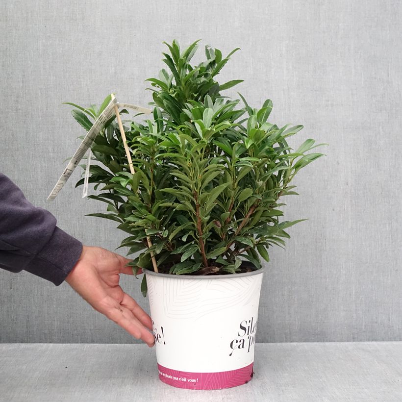 Spécimen de Laurier cerise - Prunus laurocerasus Sofia Pot de 3L/4L tel que livré en automne