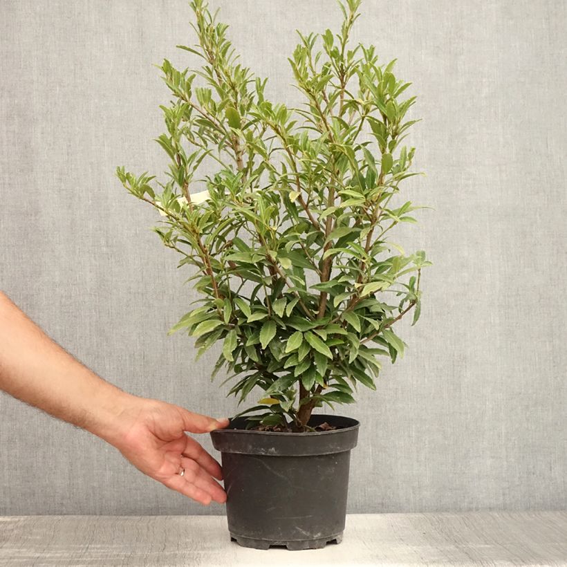 Spécimen de Laurier cerise - Prunus laurocerasus Sofia Pot de 3L/4L tel que livré en été