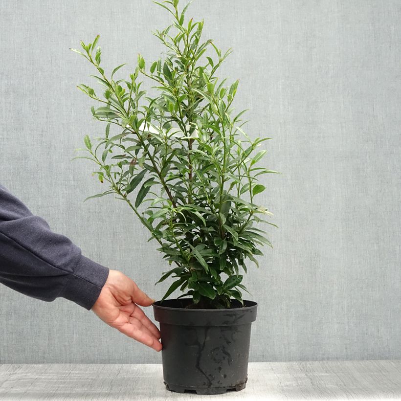 Spécimen de Laurier cerise - Prunus laurocerasus Sofia Pot de 3L/4L tel que livré au printemps
