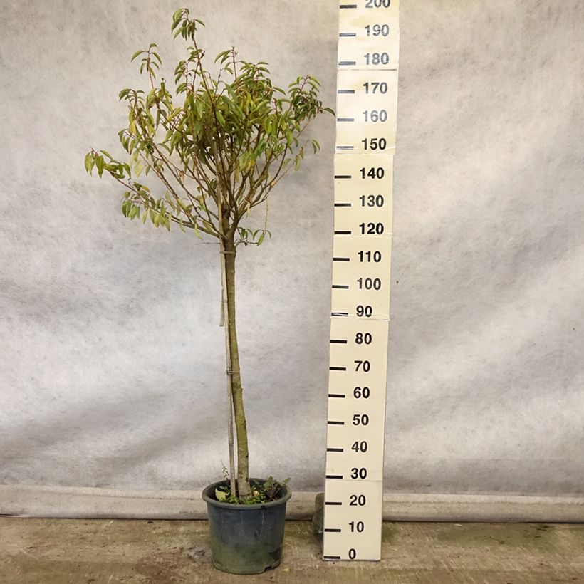 Spécimen de Laurier du Portugal - Prunus lusitanica Myrtifolia Pot de 12L/15L, Demi-Tige tel que livré en automne