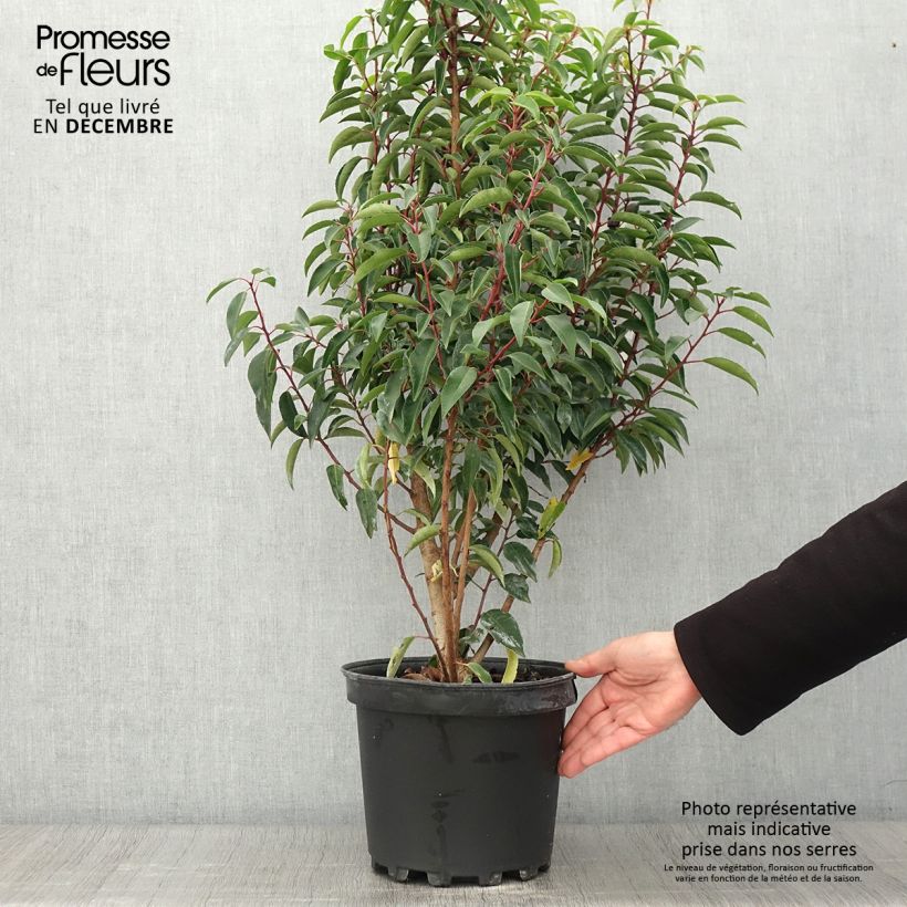 Spécimen de Laurier du Portugal - Prunus lusitanica Myrtifolia Pot de 6L/7L tel que livré en automne