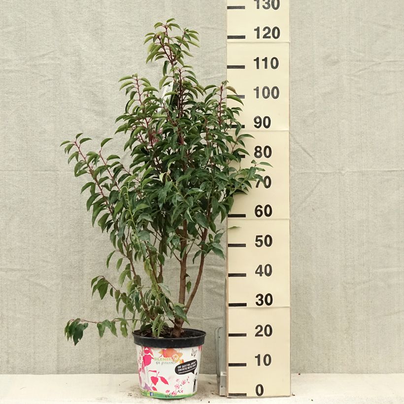 Spécimen de Laurier du Portugal - Prunus lusitanica Myrtifolia Pot de 6L/7L tel que livré au printemps
