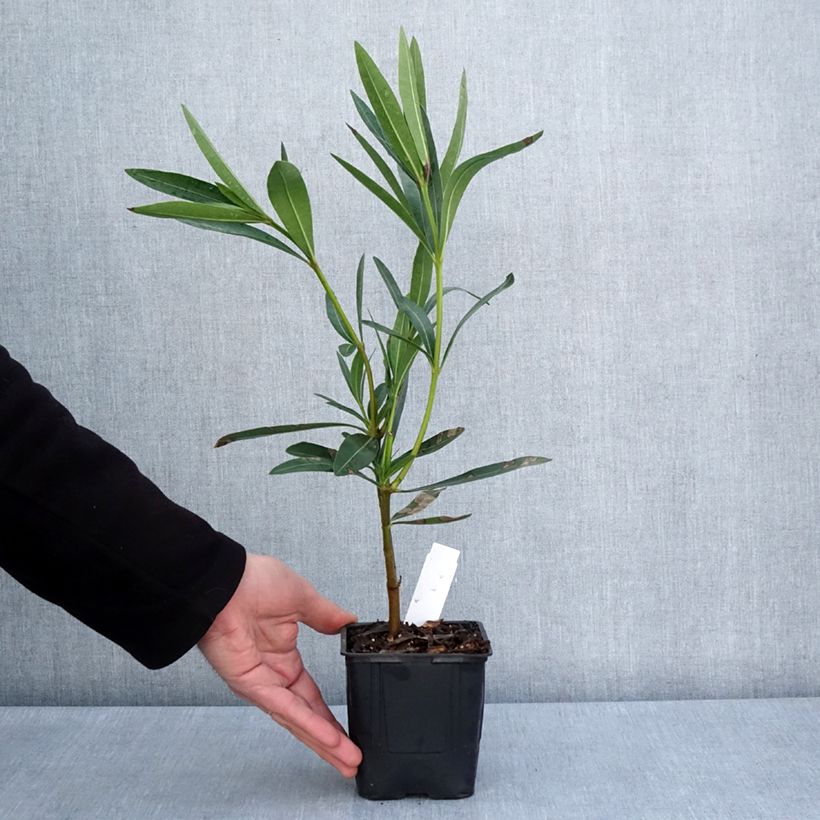 Spécimen de Laurier rose Commandant Barthélemy - Nerium oleander Pot de 10 cm/11cm tel que livré au printemps