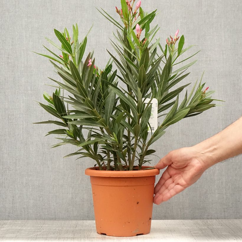 Spécimen de Laurier rose Emilie - Nerium oleander Pot de 3L/4L, Buisson, Touffe tel que livré en été