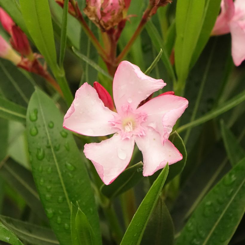 Laurier rose Emilie - Nerium oleander (Floraison)
