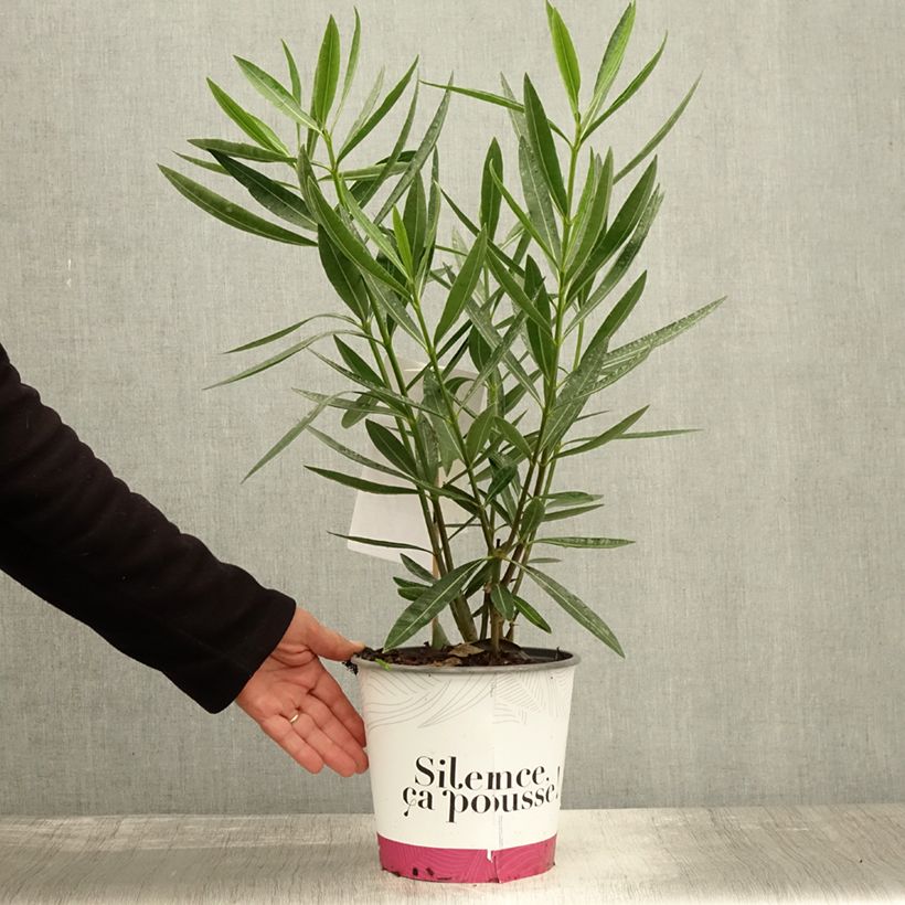 Spécimen de Laurier rose Jannoch - Nerium oleander Pot de 3L/4L, Buisson tel que livré en automne
