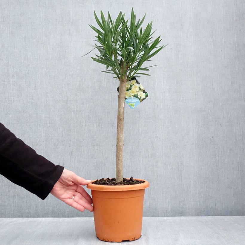 Example of Laurier rose Luteum Plenum - Nerium oleander Pot de 2L/3L, Mini-tige, Tigette as you get in automne