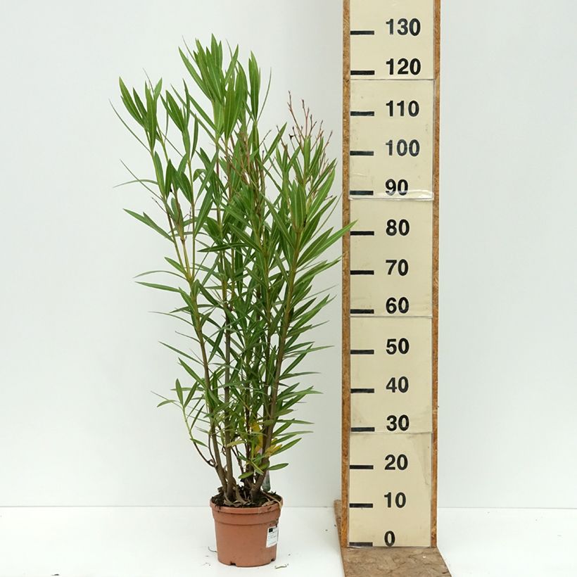 Spécimen de Laurier-rose Margarita – Nerium oleander Pot de 3L/4L tel que livré en été