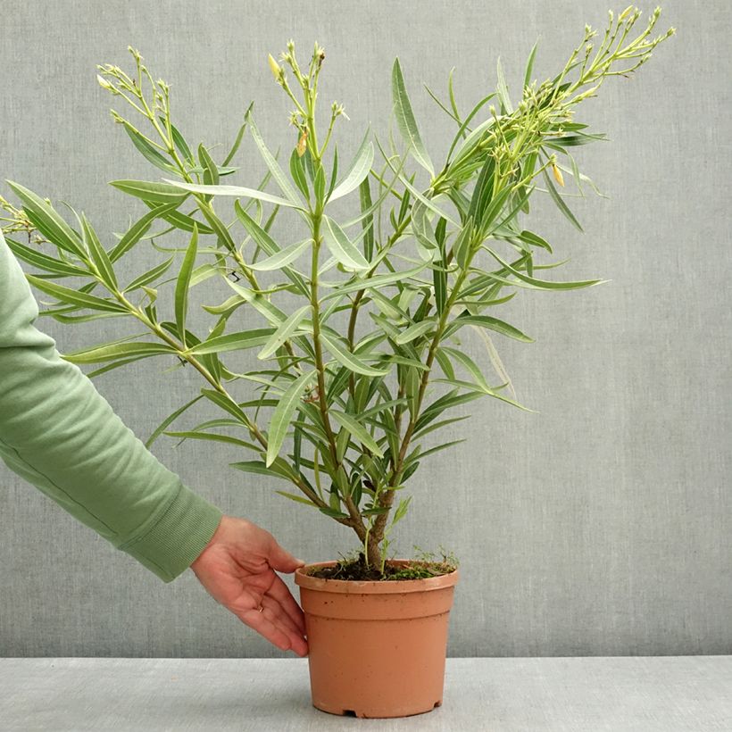 Spécimen de Laurier rose Marie Gambetta - Nerium oleander  Pot de 3L/4L tel que livré au printemps