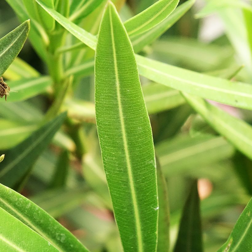 Laurier-rose Maurin des Maures – Nerium oleander (Feuillage)