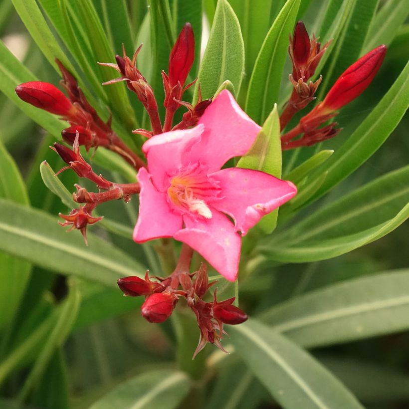 Laurier-rose Maurin des Maures – Nerium oleander (Floraison)