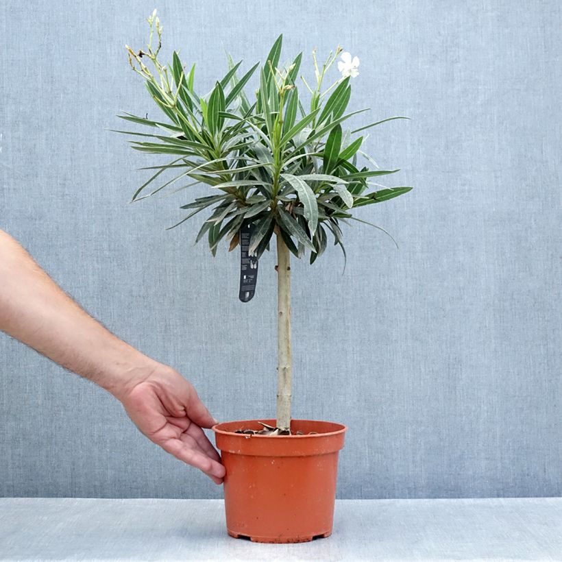 Spécimen de Laurier rose - Nerium oleander Blanc Pot de 2L/3L, Mini-tige, Tigette tel que livré en été